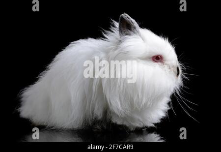 Funny baby white Teddy rabbit isolated on a black background. Stock Photo