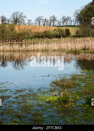 The Mar village pond at Arkendale near Knaresborough North Yorkshire England Stock Photo