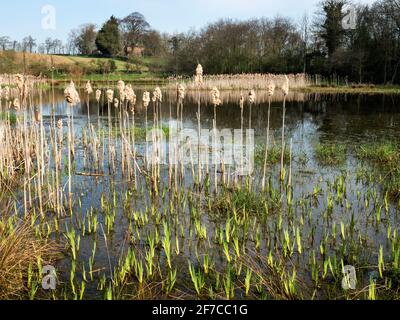 The Mar village pond at Arkendale near Knaresborough North Yorkshire England Stock Photo