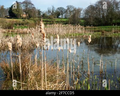 The Mar village pond at Arkendale near Knaresborough North Yorkshire England Stock Photo