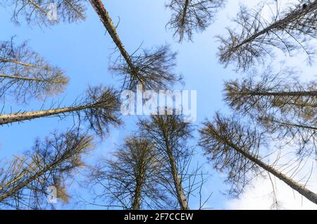 Forest scene with trees in the woodlands, looking up treetops against blue sky in Westerwald, Rhineland-Palatinate, Germany, Europe Stock Photo