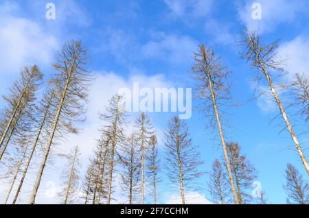 Forest scene with trees against blue sky in the woodlands in Westerwald, Rhineland-Palatinate, Germany, Europe Stock Photo