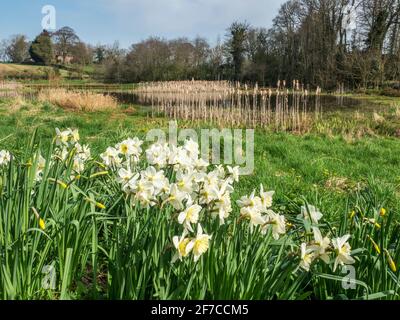 The Mar village pond at Arkendale near Knaresborough North Yorkshire England Stock Photo