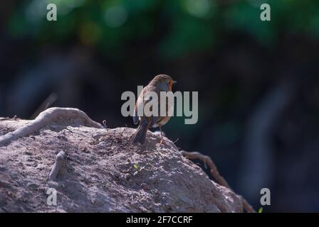 A European robin, known simply as the robin or robin redbreast resting on a tree branch. Stock Photo