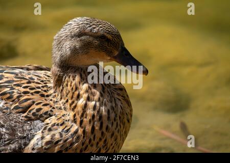 Mallard (Anas platyrhynchos) ducks male and female Stock Photo