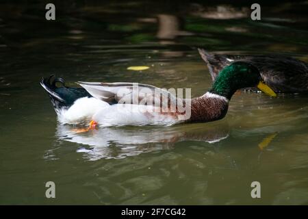 Mallard (Anas platyrhynchos) ducks male and female Stock Photo