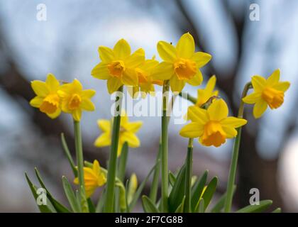Yellow daffodil flowers blossom and green new leaves begin to bloom in early springtime on a sunny April day with blue skies and white clouds Stock Photo