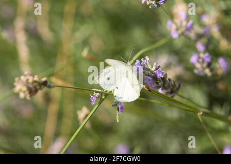 White butterfly on lavender. Beautiful butterfly on a flower in selective focus. To collect nectar on the delicate flowers of lavender. Insects pollin Stock Photo