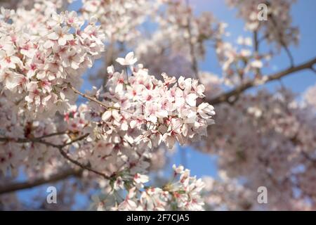 Blooming spring fruit tree branches. Beautiful white flowers, blue sky. Spring peak blossom, flowering brunch close-up. Beautiful weather. Stock Photo