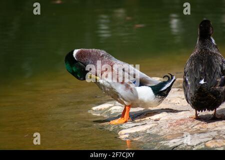 Mallard (Anas platyrhynchos) ducks male and female Stock Photo