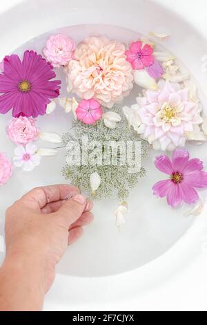 Summer floral still life. Closeup of woman hand. Pink phlox, roses, dahlia and cosmos flowers floating in white bowl of water. Feminine tranquile