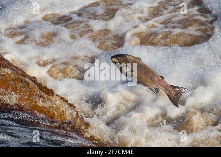 Atlantic salmon (Salmo salar) leaping on upstream migration, River Tyne, Hexham, Northumberland, UK