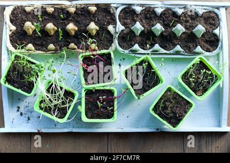 Potted seedlings growing in biodegradable peat moss pots on wooden background - young spring plants - zero waste concept Stock Photo