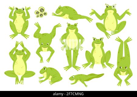 Frog cute set, funny happy green frog characters croak jump hop leap sleep collection Stock Vector