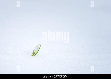 Snowdrops flowers in springtime. Snowdrop flower coming out from real snow. Stock Photo