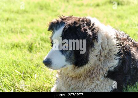 Elderly retired Welsh border collie sheepdog on a farm in North Wales Stock Photo
