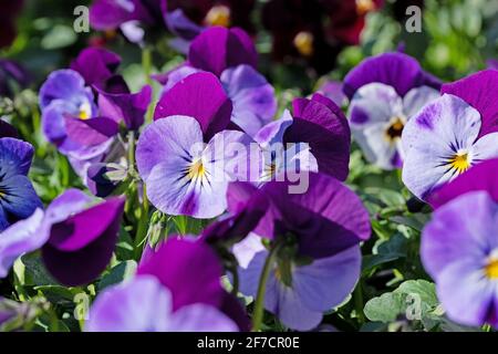 Flowering horn violets, viola cornuta, in spring Stock Photo
