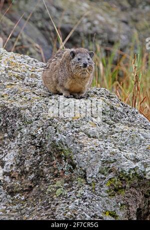 Rock Hyrax (Procavia capensis) adult on rock Lake Naivasha, Kenya               October Stock Photo
