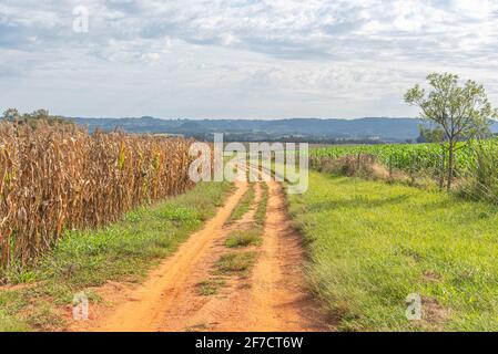 Dirt road in farm area next to a cornfield (Zea mays) ready for harvest. Rural landscape. Corn is a plant widely used for human and animal food. Expor Stock Photo