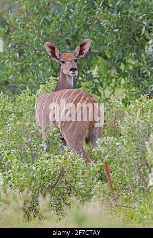 Southern Lesser Kudu (Ammelaphus australis) female standind at woodland edge Tsavo East NP, Kenya        November Stock Photo