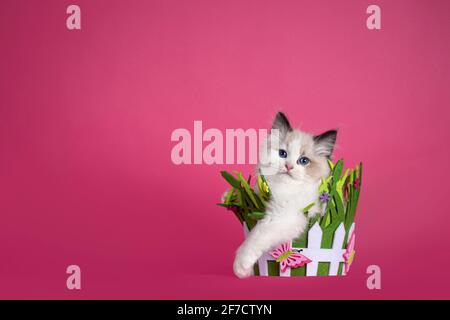 Single adorable Ragdoll cat kitten, sitting in green spring basket. Looking towards camera with amazing blue eyes. Isolated on a pink background. Stock Photo