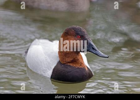 A Male Canvasback, Aythya valisineria close up Stock Photo