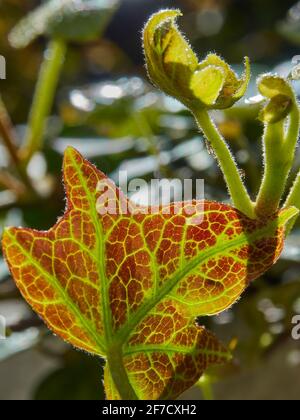 Ivy leaves emerging from their buds, one fully unfurled, others still tightly coiled, and rendered translucent by the strong spring sunlight behind. Stock Photo
