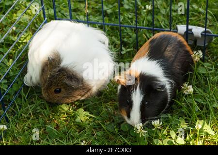 Two Guinea pigs in grass under a wire fencing Stock Photo