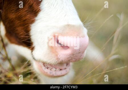 cow nose in the field closeup Stock Photo