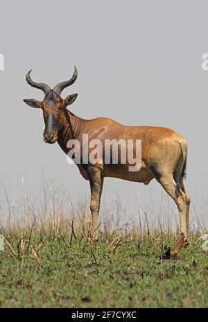 Swayne's Hartebeest (Alcelaphus swaynei) male standing on grassy ridge Sankelle Sanctuary, Ethiopia        April Stock Photo