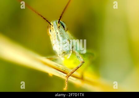 beautiful grasshopper sitting in the grass macro Stock Photo