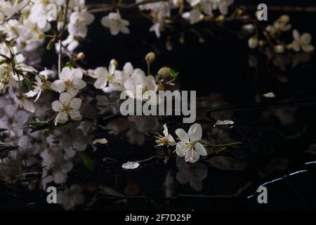 Still life with a bouquet of blooming cherry plums on a black background Stock Photo