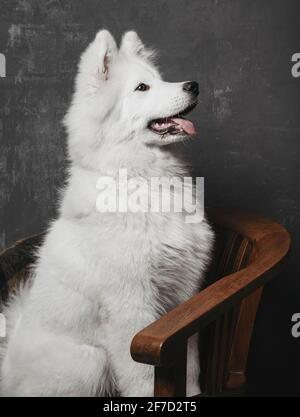 Young Samoyed man sitting patiently attentive sitting on a wooden chair Stock Photo