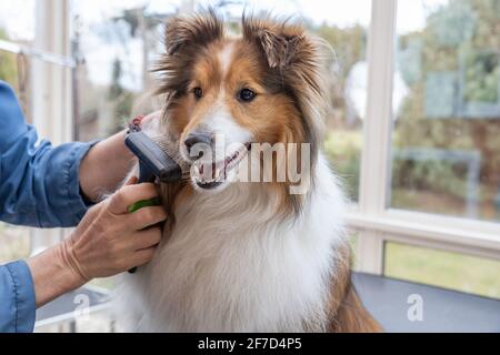 sheltie brush