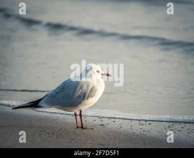 Single isolated seagull bird on the beach of the Black Sea Stock Photo