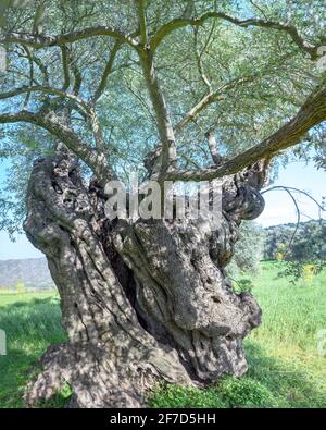Ancient olive tree with cracked and deformed trunk in Lefkara, Cyprus Stock Photo