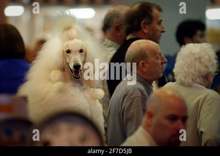 A STANDARD POODLE ON DAY 2 OF CRUFTS DOG SHOW AT THE NEC IN BIRMINGHAM.11 March 2005 PILSTON Stock Photo