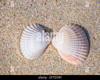 Two small seashell cockle on the beach in the sand Stock Photo