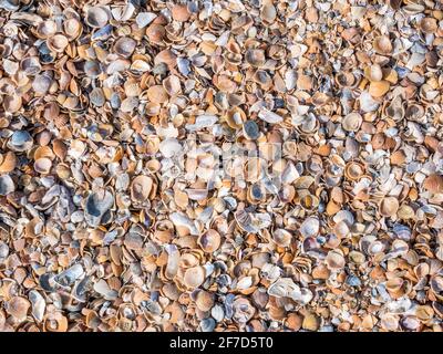 Various broken seashells fragments on the sandy beach. Background texture with small fragments of seashells Stock Photo