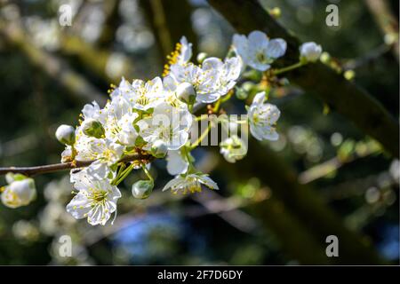 Plum tree in full bloom in March.Italian private garden. Stock Photo