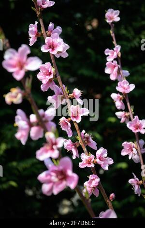 Peach blossoms in full bloom in March.Italian private garden. Stock Photo