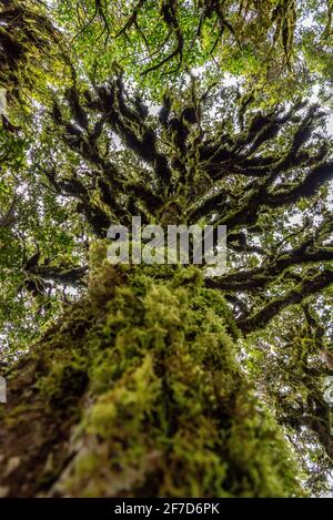 Rainforest near Mt. Taranaki in Egmont National Park, North Island of New Zealand Stock Photo