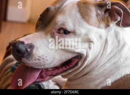 A mixed breed dog (American Staffordshire Pit Bull Terrier and American Pit Bull Terrier) (Canis lupus familiaris) looks happy, smiling Stock Photo