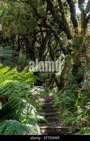 Rainforest near Mt. Taranaki in Egmont National Park, North Island of New Zealand Stock Photo