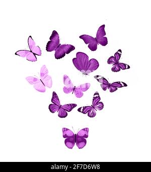 Pink butterflies isolated on white background. tropical moths. insects for design. Stock Photo