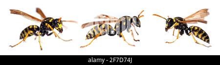 Set of  three European common wasp German wasp or German yellow jacket isolated on white background in latin Vespula germanica Stock Photo