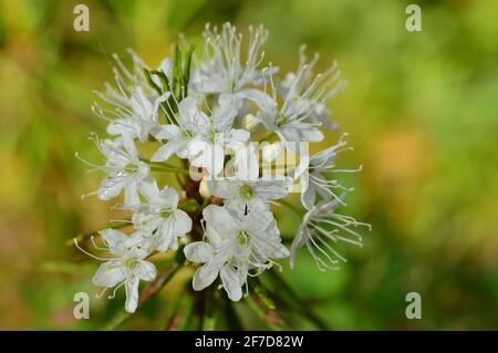 White flowers of wild rosemary in dew drops Stock Photo