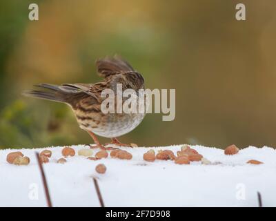 Dunnock (Prunella modularis) foraging for peanuts provided for birds in a garden after recent snow, Wiltshire, UK, January. Stock Photo