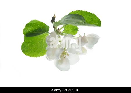 Blossoming apple tree branch isolated on white Stock Photo