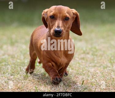 Mini smooth Dachshund coming towards the camera Stock Photo